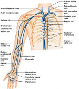 Venous Upper Extremity Exams – Vascular Center of Michigan